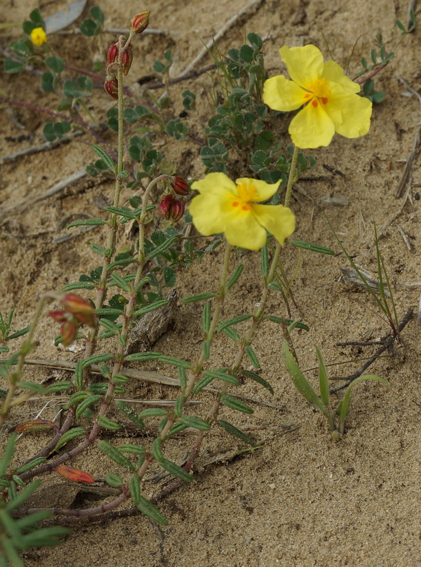 Helianthemum jonium / Eliantemo jonico
